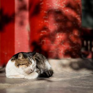 扒开腿挺进湿润的花茎
