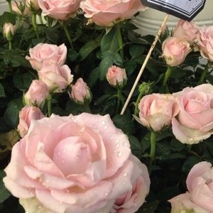 男士羞羞免费网站
