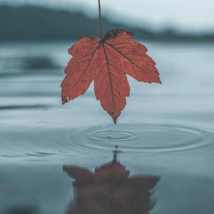 日韩特黄A片高清视频
